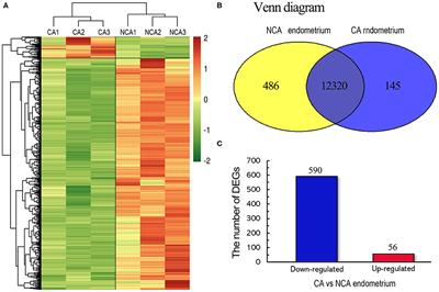 Transcriptome Comparison of Chorion-Attached and Non-chorion-attached Endometrium in Mid-gestation of Rabbit